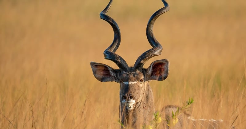 Maîtriser les techniques pour photographier la faune africaine lors d'un safari